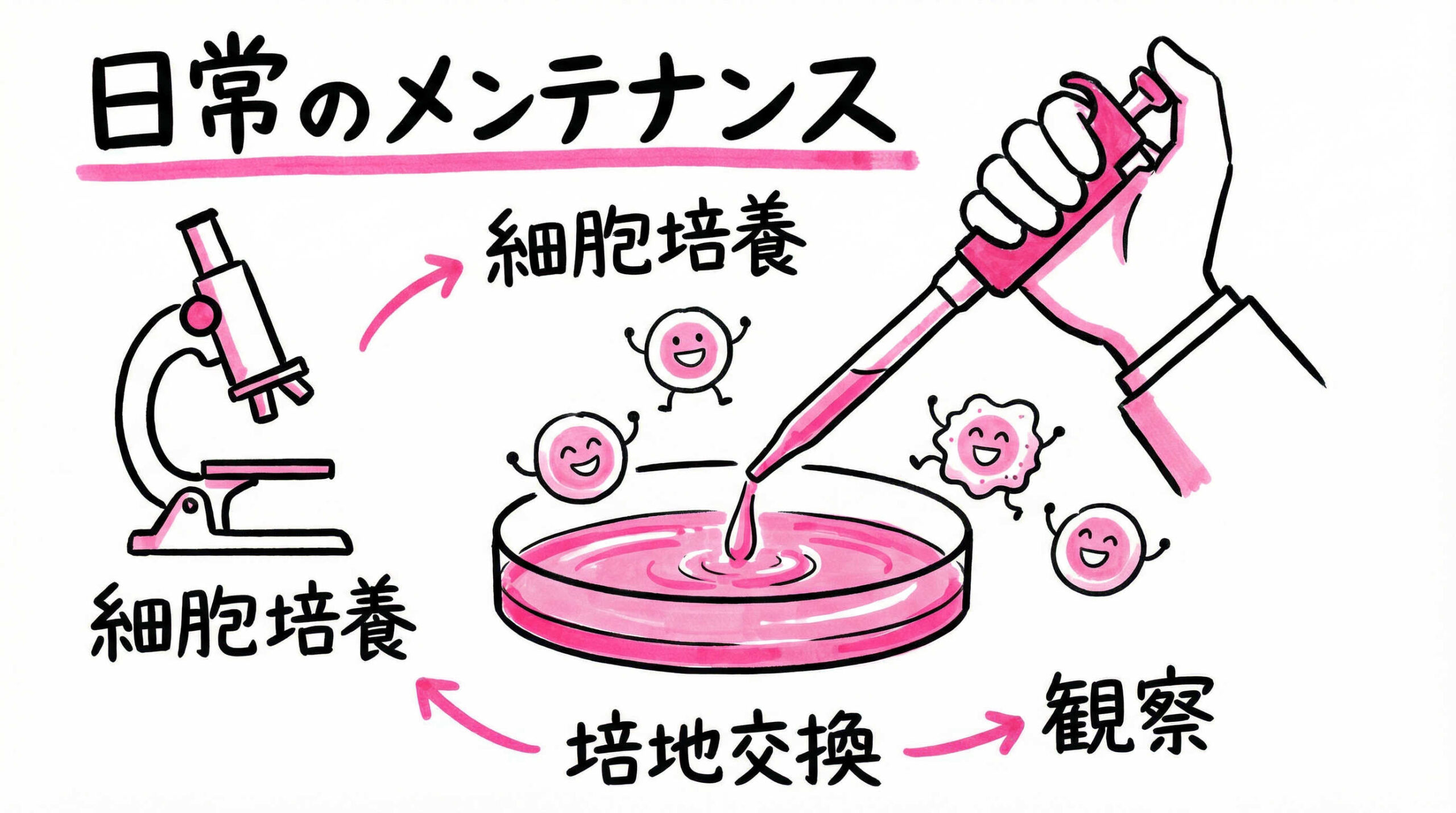 【基本プロトコル2】細胞観察と培地交換（Medium Change）