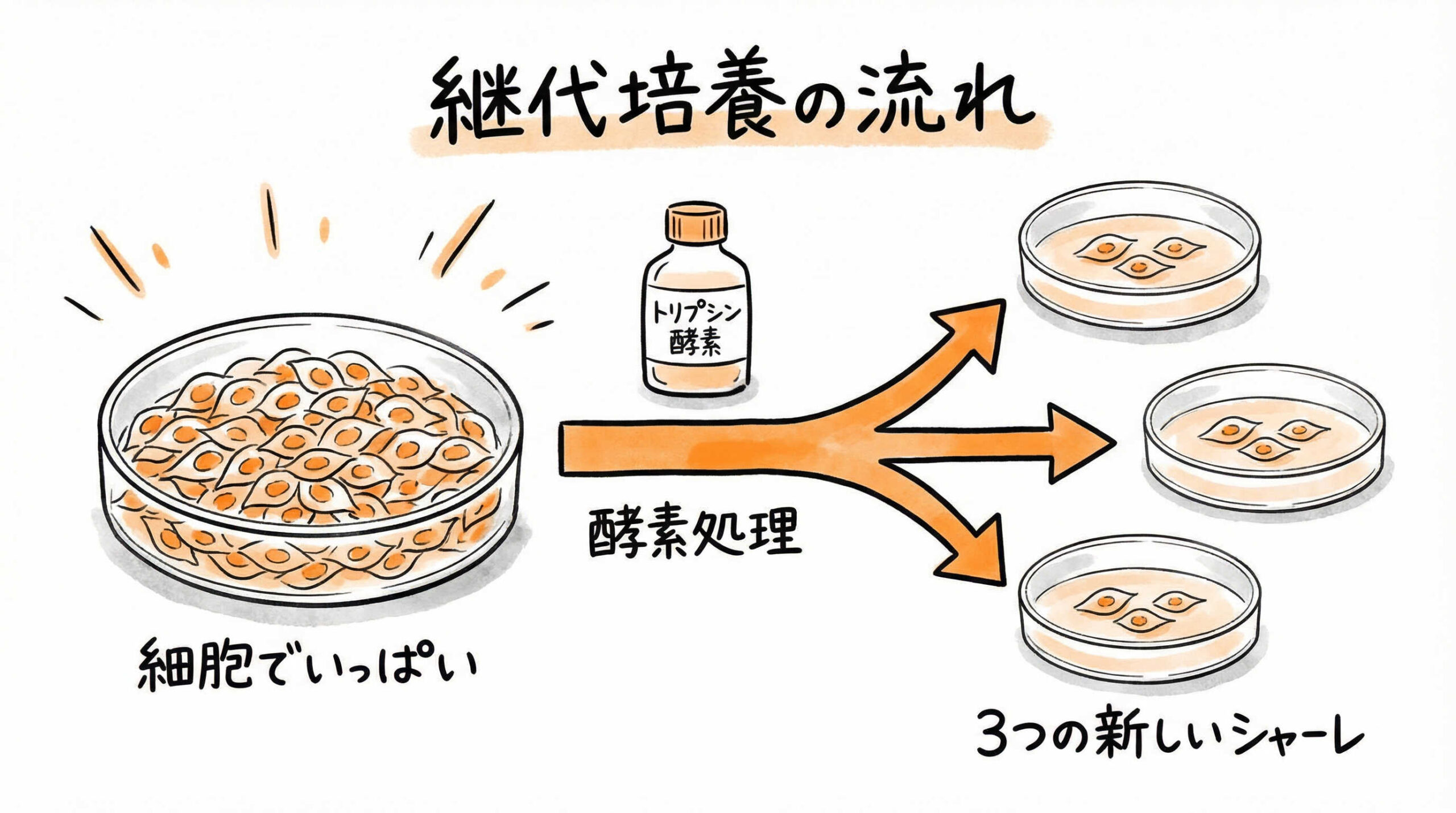 【基本プロトコル3】継代培養（Passaging）の正確な操作フロー